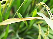 Chế phẩm thực khuẩn thể đầu tiên kiểm soát bệnh cháy bìa lá lúa